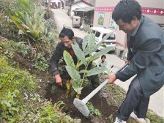 <b>怒江福贡马吉米村种草果拓宽增收路</b>