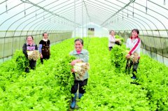 <b>产业调整实惠多农民采收蔬菜忙</b>