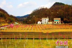 <b>湖北五峰“花旅融合”助山区农民脱贫增收</b>