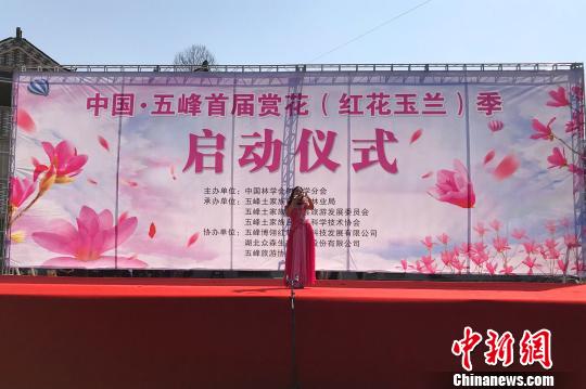 首届五峰赏花(红花玉兰)季启动仪式举行 董晓斌 摄