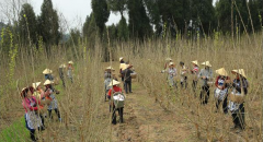 <b>南充阆中宝马镇：桑树发新芽 农民采桑忙</b>