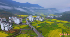 <b>婺源十余万亩油菜花盛放迎客</b>