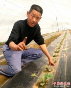 <b>山东郯城：农民“嫁接”绿宝石一棵长出10斤瓜</b>