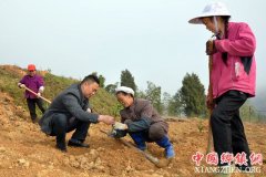 <b>重庆石柱：丑柑落户马武镇助长效脱贫</b>