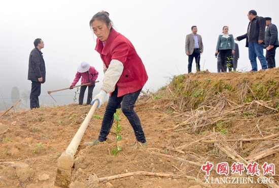 【区县联动】【石柱】石柱：丑柑落户马武助长效脱贫