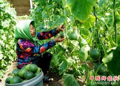 <b>河北乐亭：甜瓜飘香富农家</b>