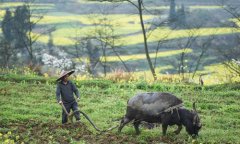 <b>春分到 农事忙</b>