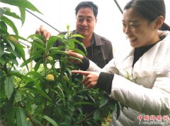 <b>山东郯城：农民齐唱“转换戏” “春雪”早桃抢第一</b>