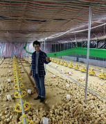 <b>湖南武冈：“借鸡生蛋”新模式 拓宽产业扶贫路</b>