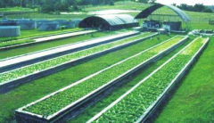 <b>三年拟投资300亿 郑州建生态农业放大招</b>