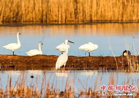 资料图：江苏泗洪洪泽湖湿地国家级自然保护区杨毛嘴核心区。黄元国 摄