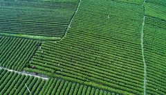 <b>春采新芽绿满溢</b>