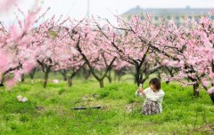 <b>桃花灼灼映春色</b>