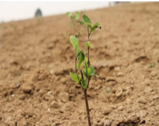 <b>群众在心上产业在路上 杏林镇扶贫产业建设工作</b>