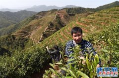 <b>江西芦溪：将“救济式”扶贫转化为“开发式”扶贫</b>