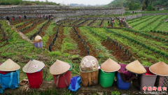<b>贵州普定：韭黄种植基地农民春管忙</b>