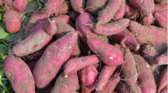 <b>海南桥头地瓜助农民脱贫致富</b>