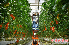 <b>科技助力海南现代农业发展</b>