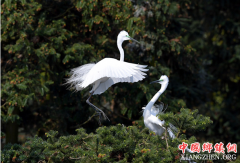 <b>春日里的“鹭鸟王国”</b>