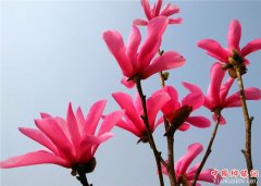 <b>山东郯城：农民卖“娇红”实现首季“开门红”</b>