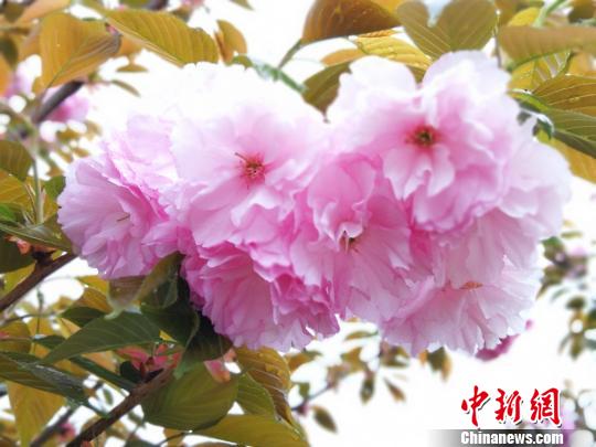 樱花迎春绽放。　王泽宇　摄