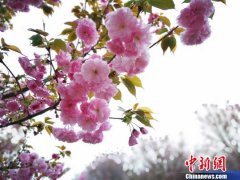 <b>四川绵阳千亩樱花粉色绽放浪漫至极</b>