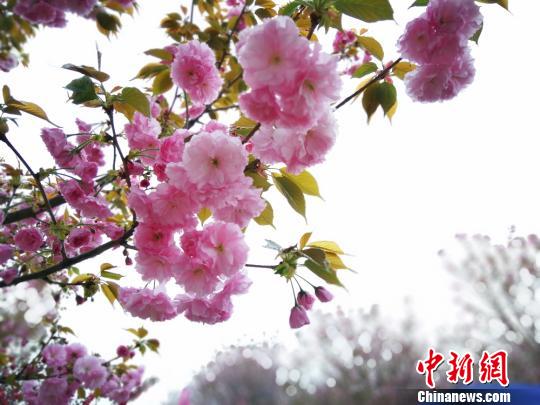 四川绵阳千亩樱花粉色绽放浪漫至极