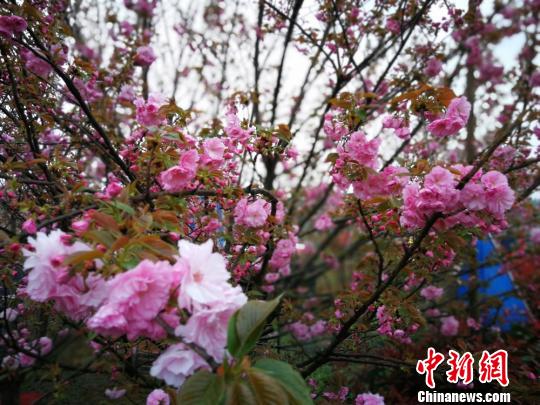 樱花迎春绽放。　杨海燕　摄