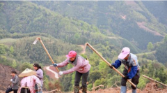 <b>贫困县广西三江高山上种高效油茶 为脱贫“加油”</b>