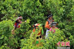 <b>四川德昌桑葚满枝头 傈僳族姑娘采摘忙</b>
