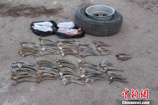 呼和浩特海关查获百余根走私黄羊角