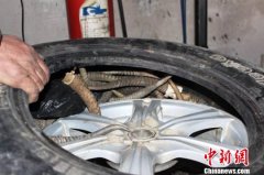 <b>呼和浩特海关查获百余根走私黄羊角</b>