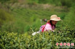 <b>贵阳：百花湖畔抢采“明前茶”</b>