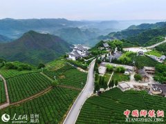 <b>贵阳开阳：风光无限好 “茶旅”正当时（组图）</b>