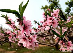 <b>山东郯城：小乡村敢做“农业+旅游”大文章</b>