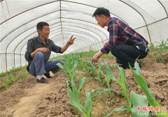<b>山东郯城：移栽育苗玉米提前俩月上市</b>