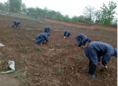 <b>华州区杏林镇：春天里的致富产业 村民取苗补植忙</b>