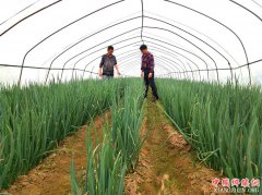 <b>山东郯城：农民打破传统方式   巧播种钢葱获高产</b>