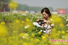 <b>河北沙河：牡丹盛开迎客来</b>