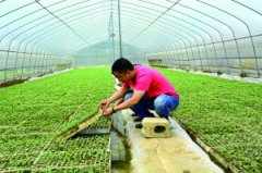 <b>贵阳：清镇市提供技术指导 保障大田移栽</b>