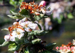 <b>甘肃静宁县被誉为“中国苹果之乡” 多措并举降低低温冻害</b>