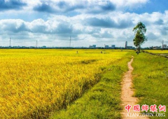 <b>互联网+农业驶入创新快车道 为农业现代化发展带来新动力</b>