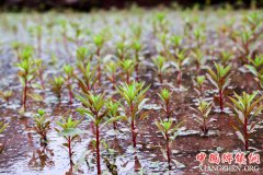 <b>泸州：古蔺县因地制宜 把发展中药材作为脱贫致富重要产业</b>