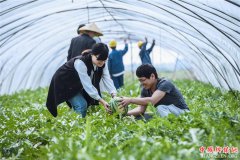 <b>浙江慈溪：千亩盐碱瓜田助推农业旅游</b>