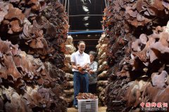 <b>四川内江：发展黄背木耳 助力精准扶贫</b>