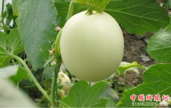 <b>上海市南汇甜瓜集中上市 进入销售旺季</b>