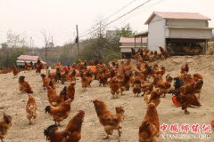 <b>六盘水市青林乡：扶贫产业带来的山乡巨变</b>