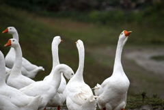 <b>齐齐哈尔依安大鹅产业蓬勃发展 成就贫困户脱贫致富梦想</b>