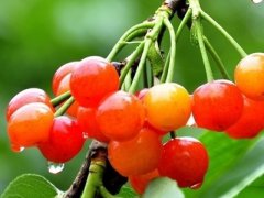 <b>昆明：松茂千亩樱桃熟了</b>