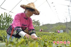 <b>春日太行采茶忙</b>